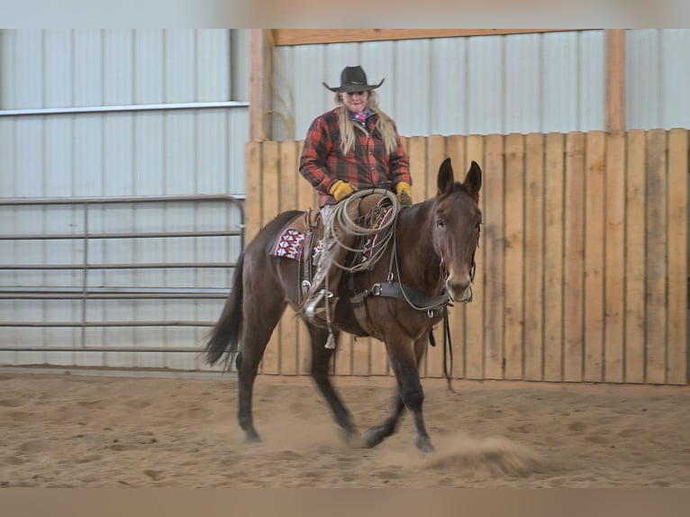 Mule Jument 11 Ans 155 cm Roan-Bay in Hastings