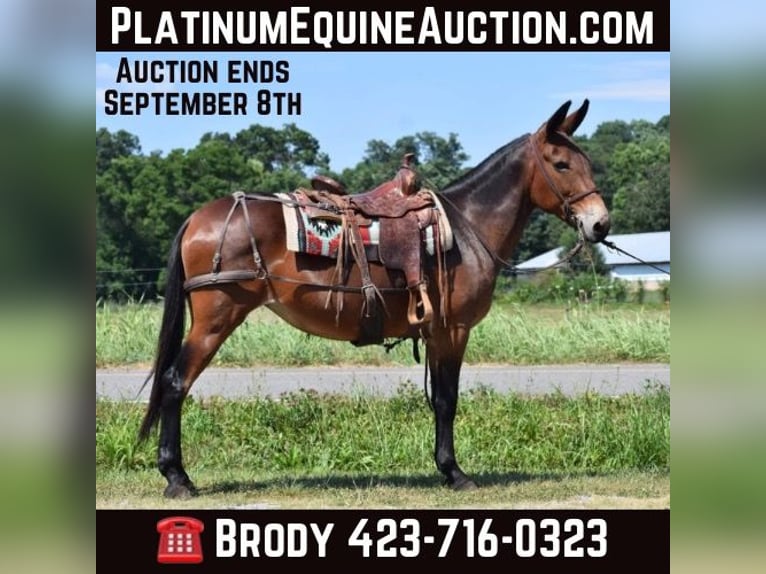 Mule Jument 11 Ans 157 cm Bai cerise in Cleveland TN