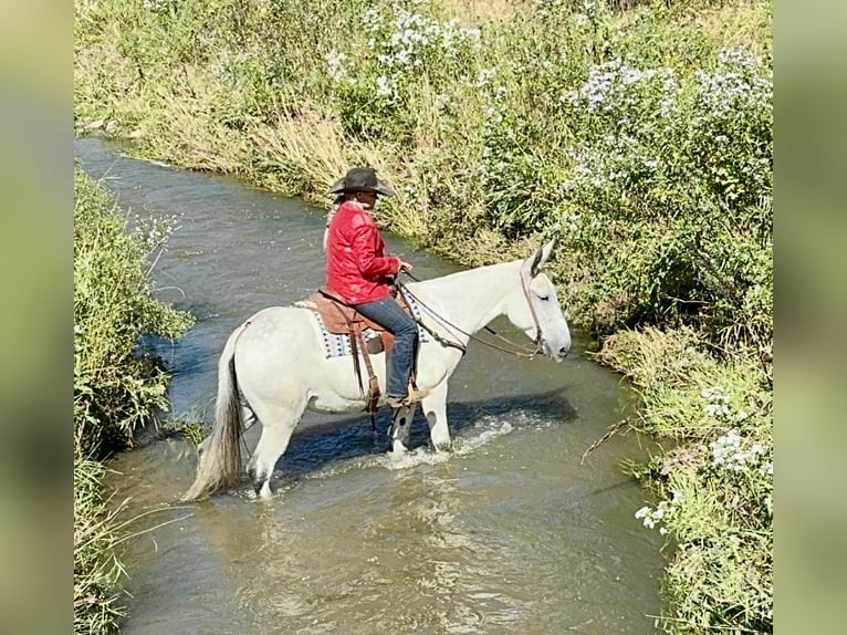 Mule Croisé Jument 11 Ans 168 cm Gris in Hastings, MN