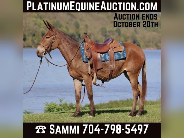 Mule Jument 12 Ans 140 cm Bai cerise in Brooksville KY