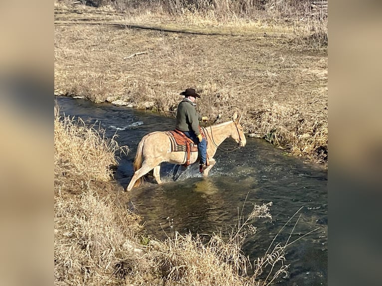 Mule Jument 12 Ans 142 cm Champagne in Cannon Falls, MN