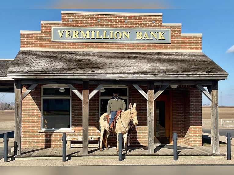 Mule Jument 12 Ans 142 cm Champagne in Cannon Falls, MN