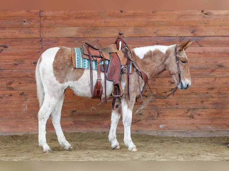 Mule Jument 12 Ans 150 cm Pinto in Clarion