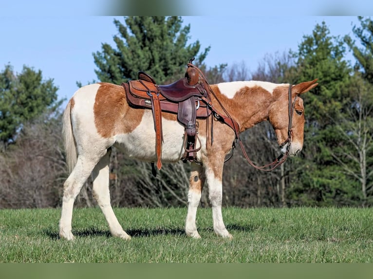 Mule Jument 12 Ans 150 cm Pinto in Clarion