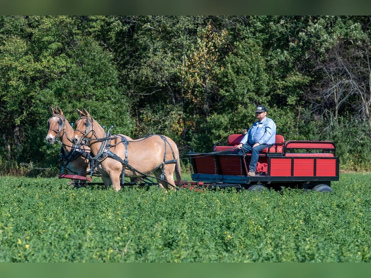 Mule Jument 12 Ans 152 cm Isabelle in Hastings, MN Mule Jument 12 Ans 152 cm Isabelle in Hastings, MN