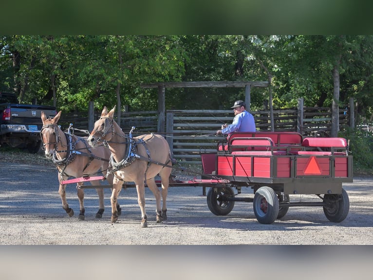 Mule Jument 12 Ans 152 cm Isabelle in Hastings, MN Mule Jument 12 Ans 152 cm Isabelle in Hastings, MN