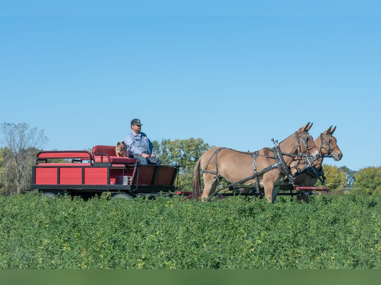 Mule Jument 12 Ans 152 cm Isabelle in Hastings, MN