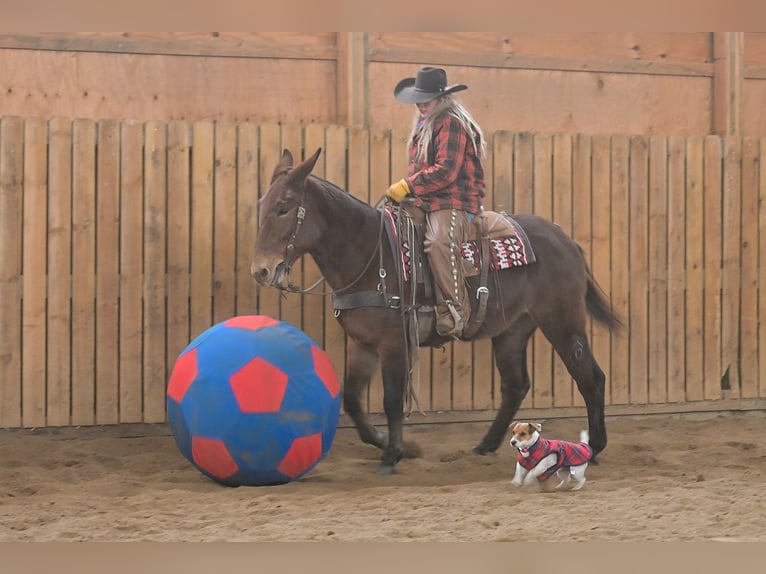 Mule Jument 12 Ans 155 cm Roan-Bay in Hastings
