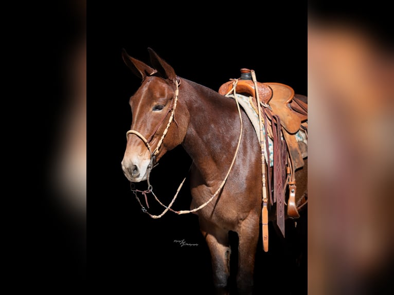 Mule Jument 12 Ans 155 cm Roan-Bay in Hastings