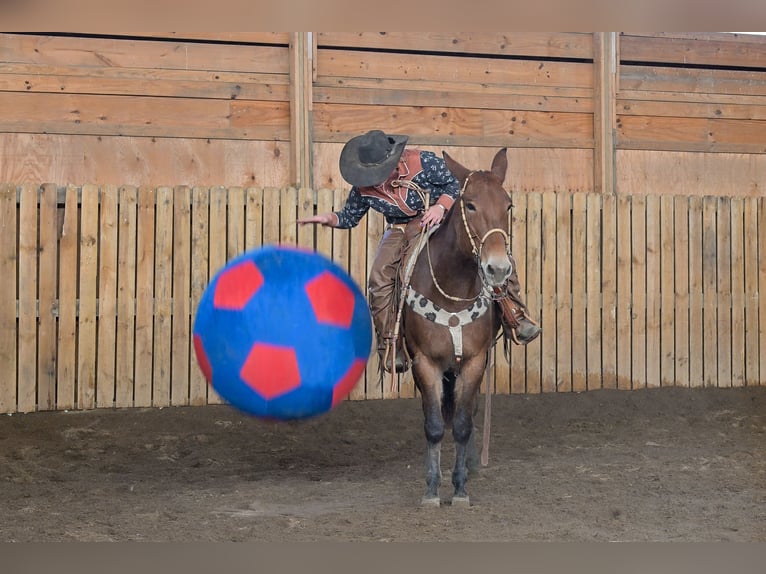 Mule Jument 12 Ans 155 cm Roan-Bay in Hastings