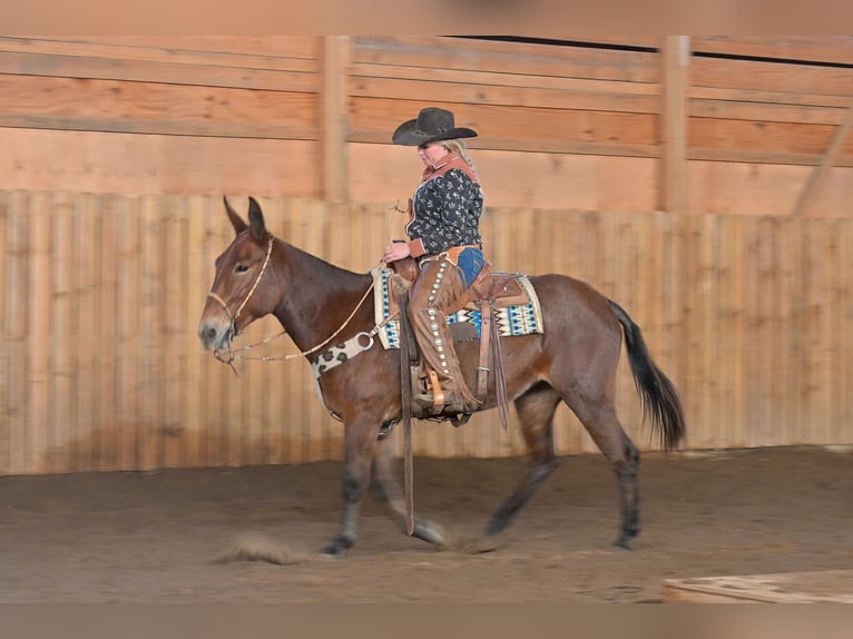 Mule Jument 12 Ans 155 cm Roan-Bay in Hastings