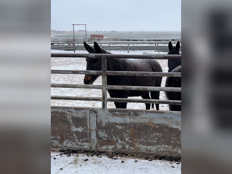 Mule Jument 13 Ans 142 cm Bai in Dalhart