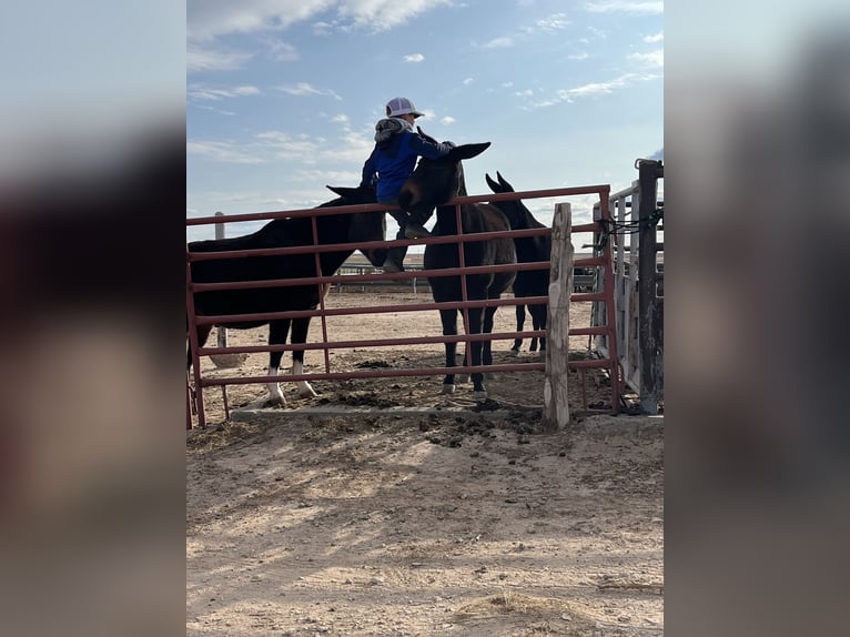 Mule Jument 13 Ans 142 cm Bai in Dalhart