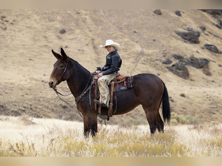 Mule Jument 13 Ans 150 cm Roan-Bay in Caldwell