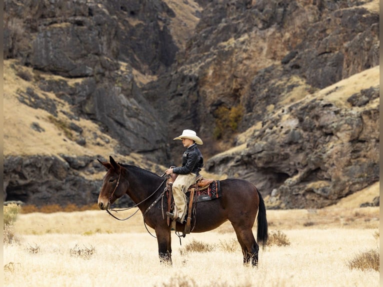 Mule Jument 13 Ans 150 cm Roan-Bay in Caldwell