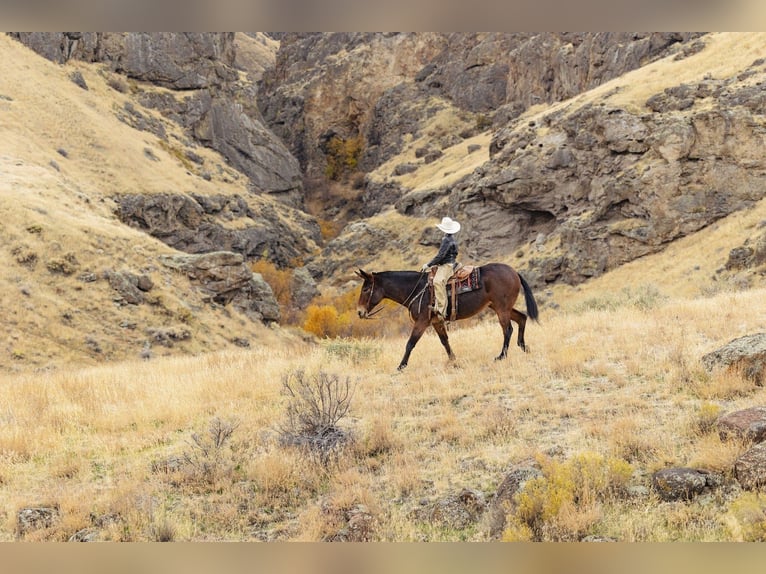 Mule Jument 13 Ans 150 cm Roan-Bay in Caldwell