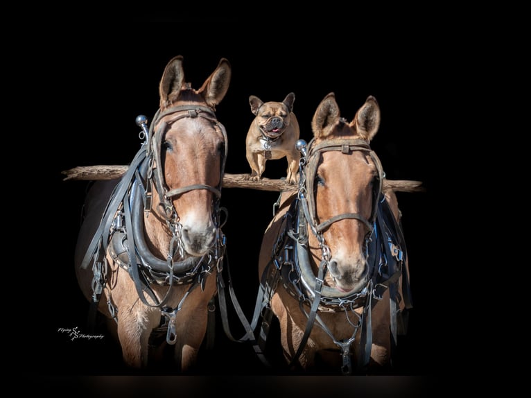 Mule Jument 13 Ans 152 cm Isabelle in Hastings, MN