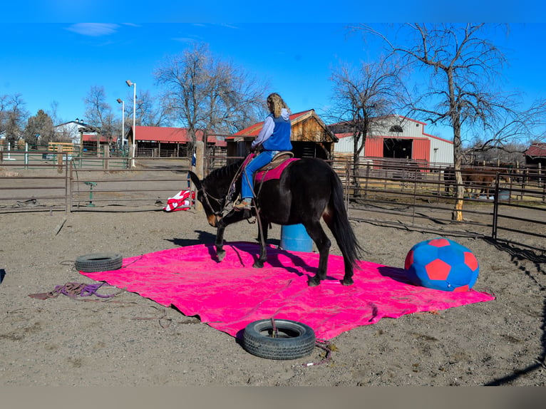 Mule Jument 13 Ans 173 cm Noir in Fort Collins