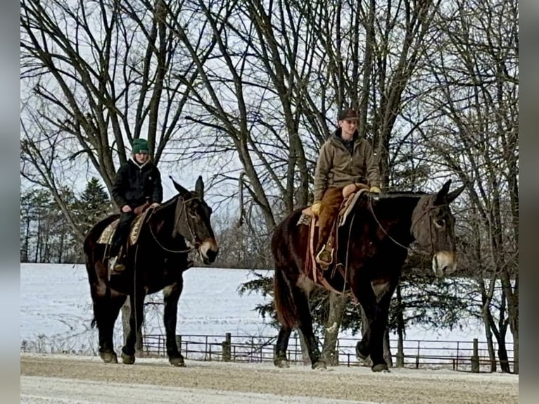 Mule Jument 13 Ans 175 cm Noir in Hastings, MN