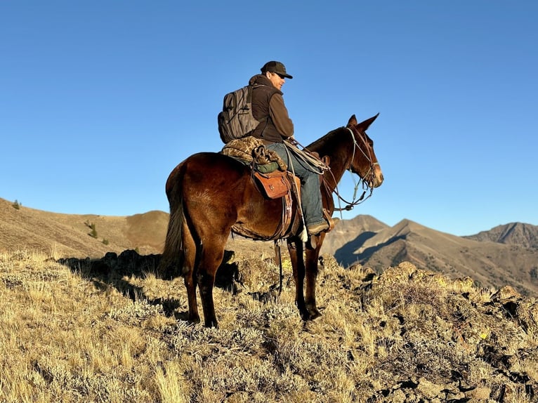 Mule Jument 14 Ans 150 cm Roan-Bay in Caldwell