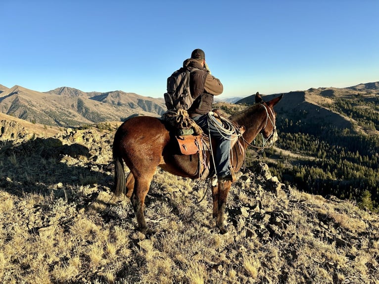 Mule Jument 14 Ans 150 cm Roan-Bay in Caldwell