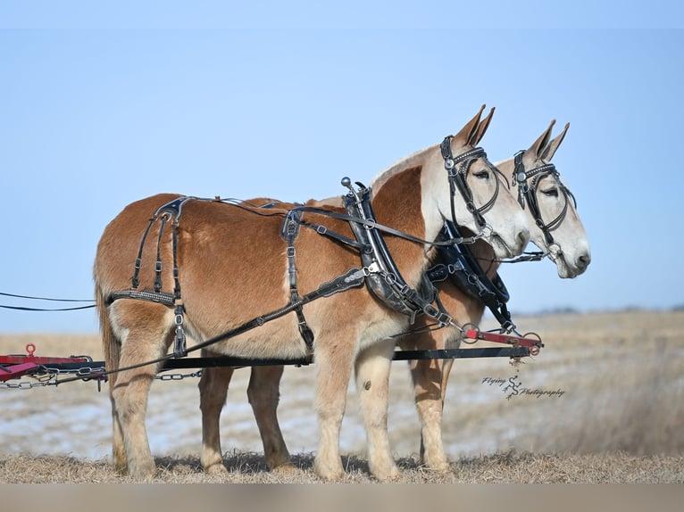 Mule Jument 14 Ans 157 cm in Hastings, MN