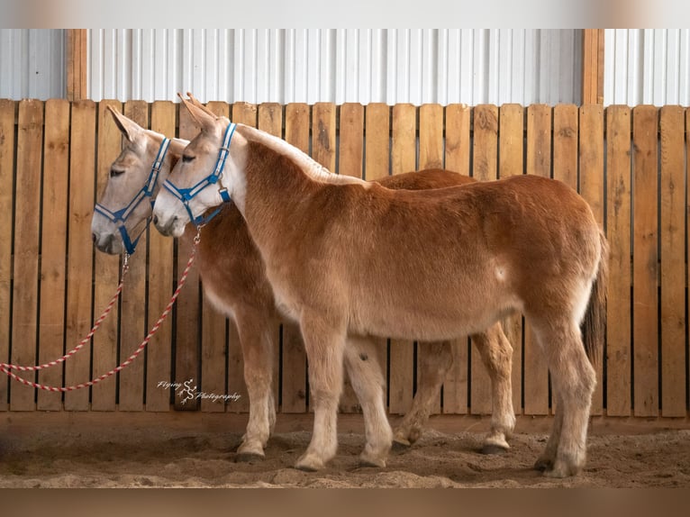 Mule Jument 14 Ans 157 cm in Hastings, MN