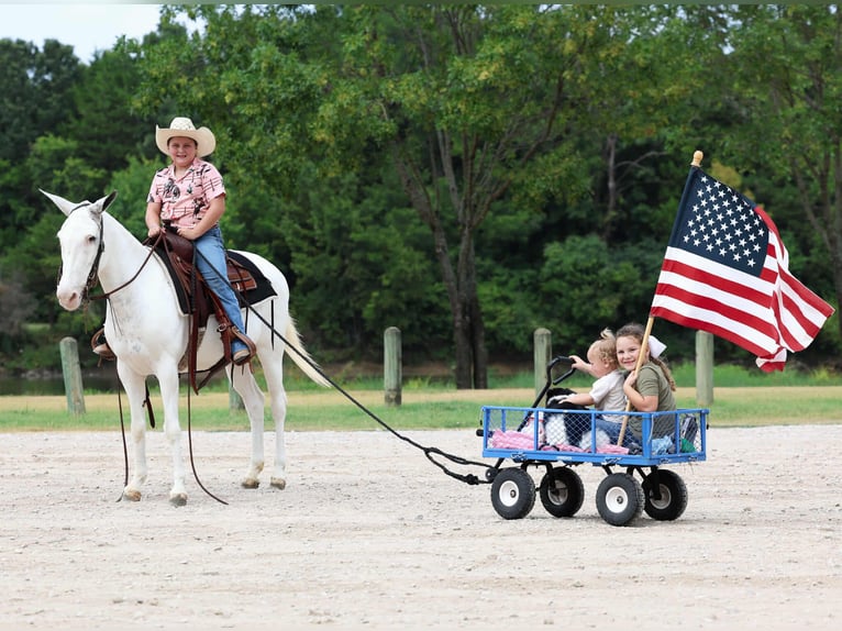 Mule Jument 15 Ans 137 cm Pinto in Forney
