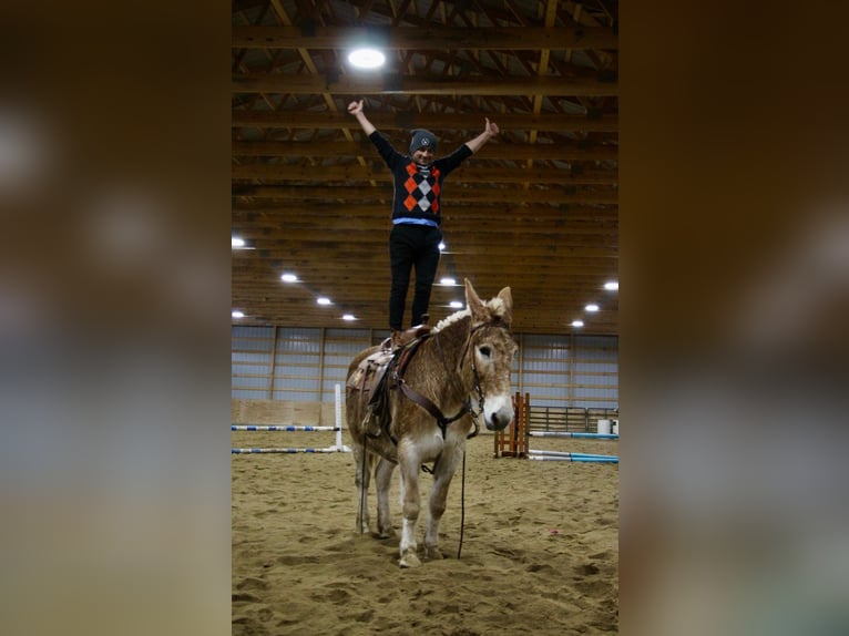 Mule Jument 15 Ans 160 cm Alezan cuivré in Howell MI