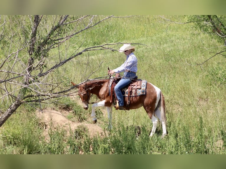 Mule Jument 15 Ans Alezan brûlé in Brooksville, KY