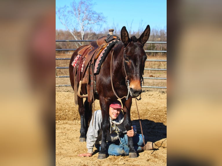 Mule Jument 16 Ans Noir in Borden IN