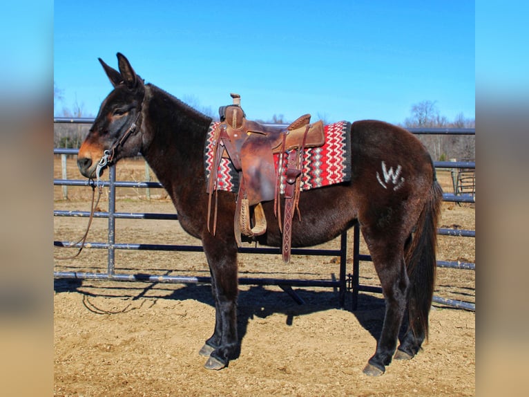 Mule Jument 16 Ans Noir in Borden IN