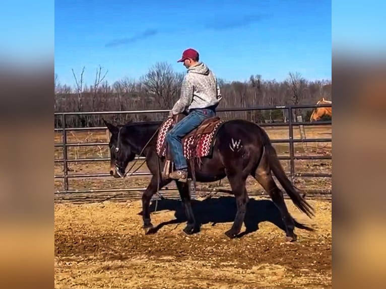 Mule Jument 16 Ans Noir in Borden IN