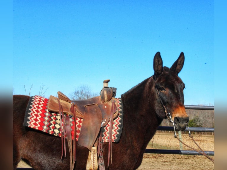 Mule Jument 16 Ans Noir in Borden IN