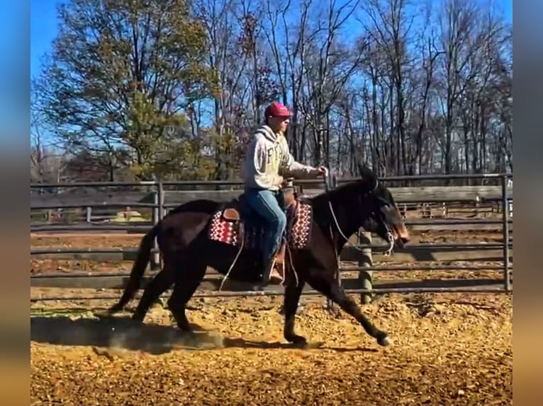 Mule Jument 16 Ans Noir in Borden IN