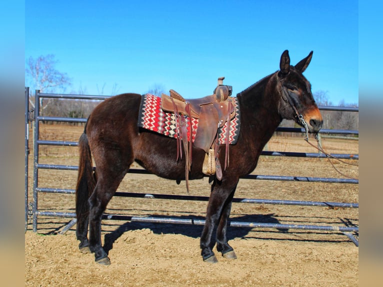 Mule Jument 16 Ans Noir in Borden IN