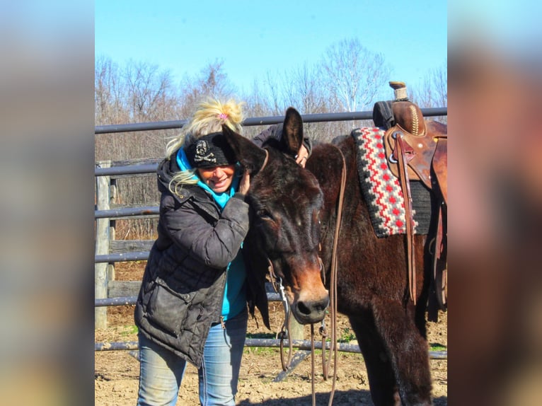 Mule Jument 16 Ans Noir in Borden IN