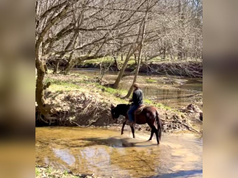 Mule Jument 16 Ans Noir in Borden IN