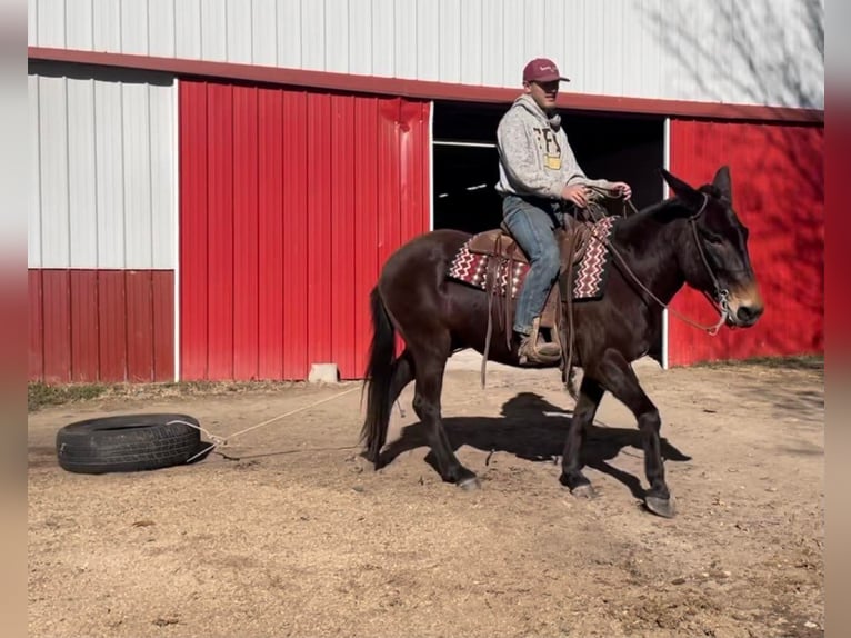 Mule Jument 16 Ans Noir in Borden IN