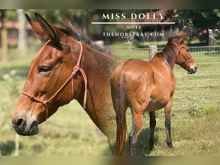 Mule Jument 17 Ans 142 cm Bai cerise in Rattan, OK