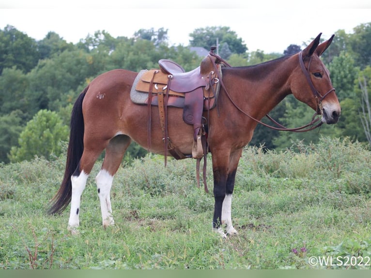 Mule Jument 18 Ans 155 cm Bai cerise in Brooksville