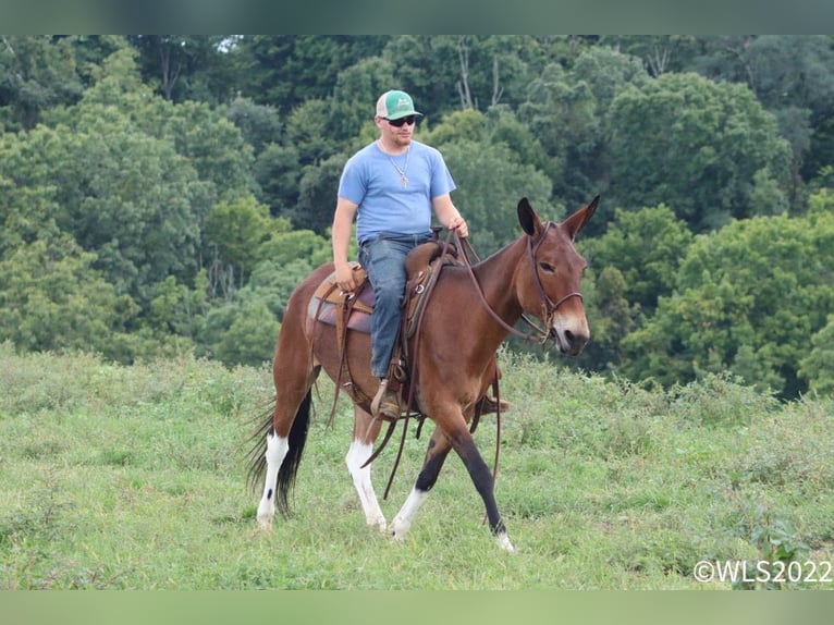 Mule Jument 18 Ans 155 cm Bai cerise in Brooksville