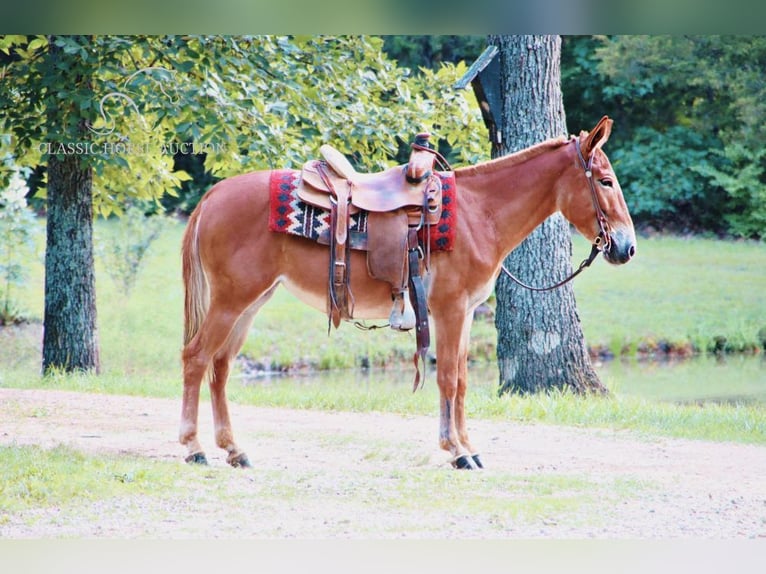 Mule Jument 4 Ans 132 cm Alezan cuivré in Gerald, MO