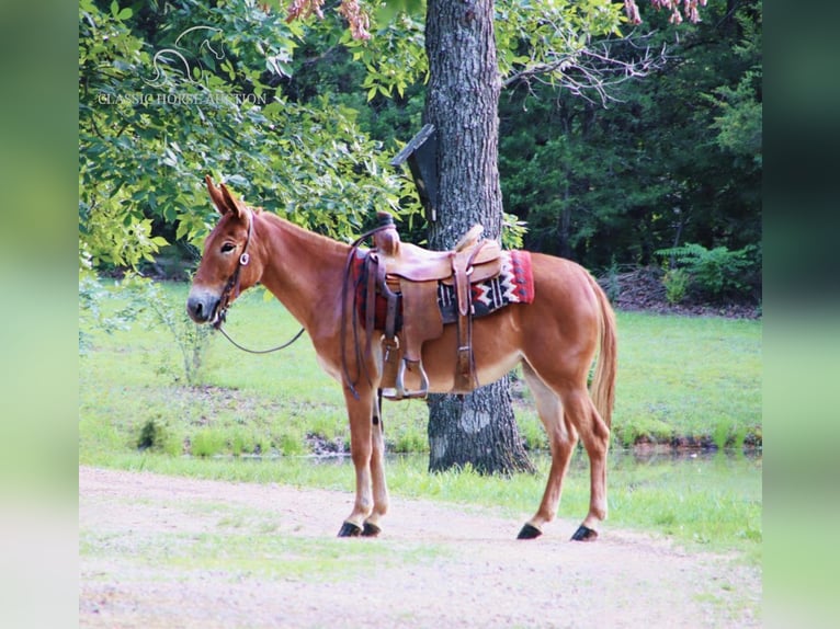 Mule Jument 4 Ans 132 cm Alezan cuivré in Gerald, MO