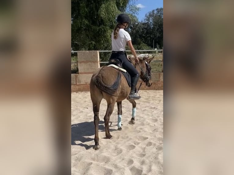 Mule Jument 4 Ans 142 cm in M&#xF6;nchengladbach