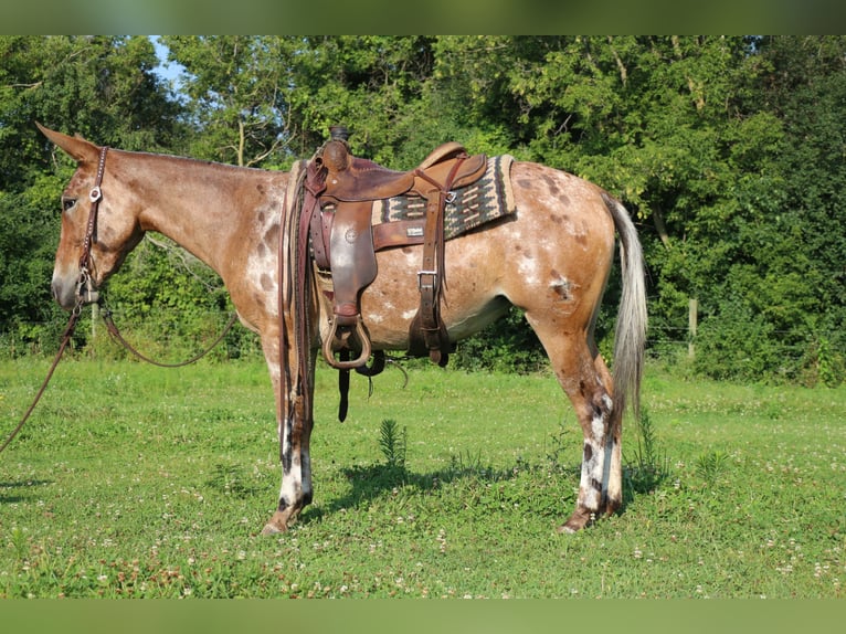 Mule Jument 4 Ans 142 cm in Cannon Falls