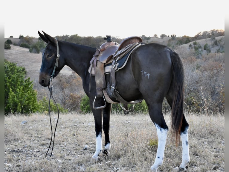 Mule Jument 4 Ans 150 cm Noir in Fittstown