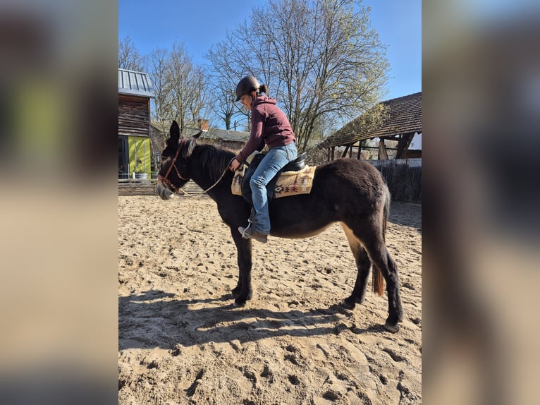 Mule Jument 4 Ans 156 cm Bai in Enkenbach-Alsenborn