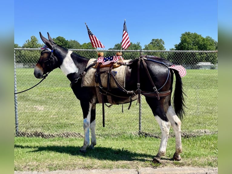 Mule Jument 5 Ans 168 cm in Cannon Falls, MN
