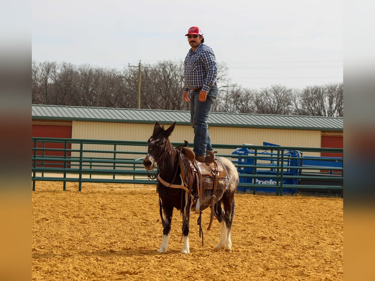 Mule Jument 6 Ans 124 cm Bai cerise in Waukon